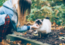 A Mágica Conexão Felina: Gatos Escolhem Seus Donos?