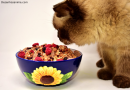  Meu Gato Não Quer Comer, o Que Devo Fazer? Dicas para Cuidar da Alimentação do Felino