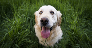 Por que os Cães Comem Grama: Uma Investigação Detalhada