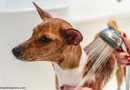  Como dar banho em cachorro: 10 dicas para manter a higiene do seu pet em casa