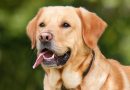 Compreendendo a Coprofagia: Por Que Cachorros Comem Cocô