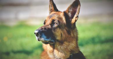 Entendendo a Idade de Cachorro: O Método de Cálculo Conforme o Porte do Animal