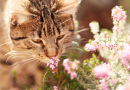 Os 10 Cheiros que os Gatos Adoram: Azeitona, Catnip, Lavanda e Muito Mais