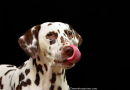 Nomes de Cachorro: Conheça os Mais Populares + Ideias Para o Seu Pet