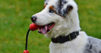  Entendendo o Comportamento Canino: Por Que os Cachorros Mordem Tudo e Todos?