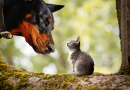 Cachorro e Gato Juntos: Uma Introdução Desafiadora à Convivência