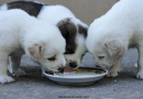  Filhotes de Cachorro Podem Beber Leite? Tire Suas Dúvidas Sobre a Alimentação dos Pets Recém-Nascidos